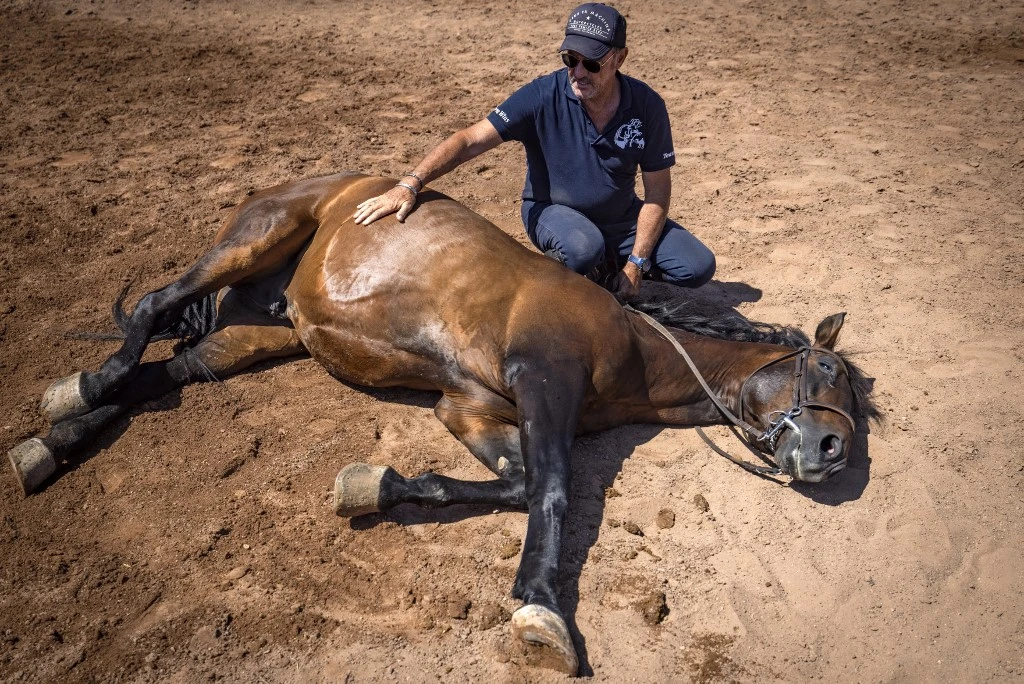 Faire le mort, partir au galop ou simplement marcher au pas... Les barbes arabes, frisons hollandais et purs-sangs espagnols suivent à la voix les directives de l'instructeur. FADEL SENNA / AFP