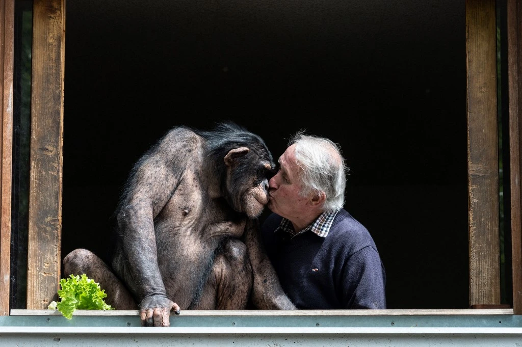 Les chimpanzés ont des «poignées de mains» propres à leur groupe social