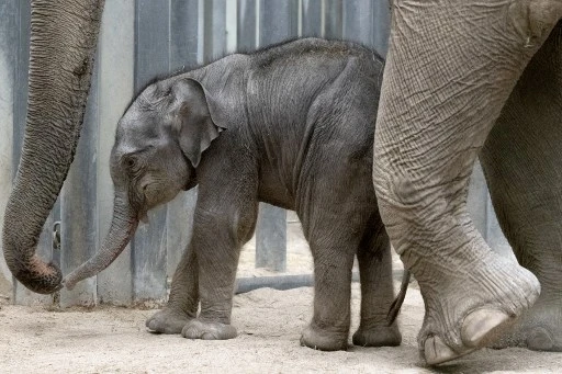 Naissance de Jack l'éléphanteau au parc de loisir du Pal, juste avant sa réouverture