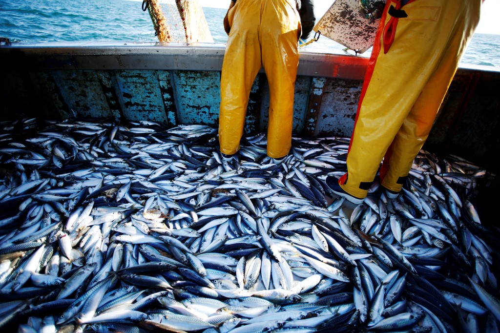 Afrique de l'Ouest: farine et huile de poisson privent les populations d'aliments essentiels, dénonce Greenpeace