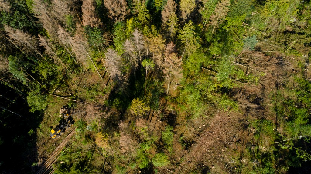 Turquie: des villageois défient Erdogan pour protéger la forêt