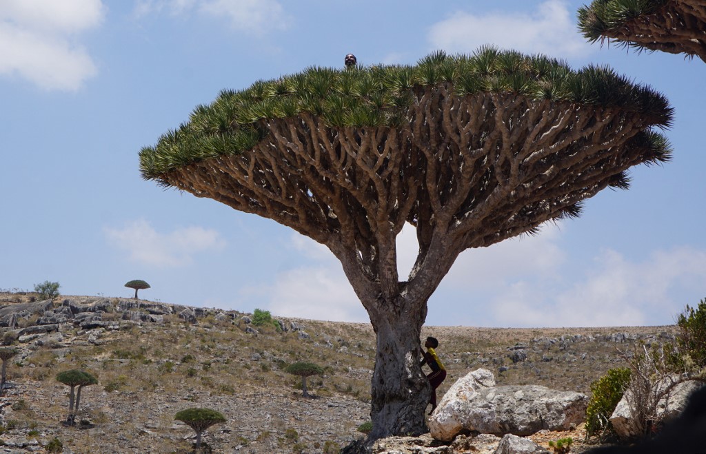 Au Yémen, l'archipel de Socotra et sa biodiversité unique en danger