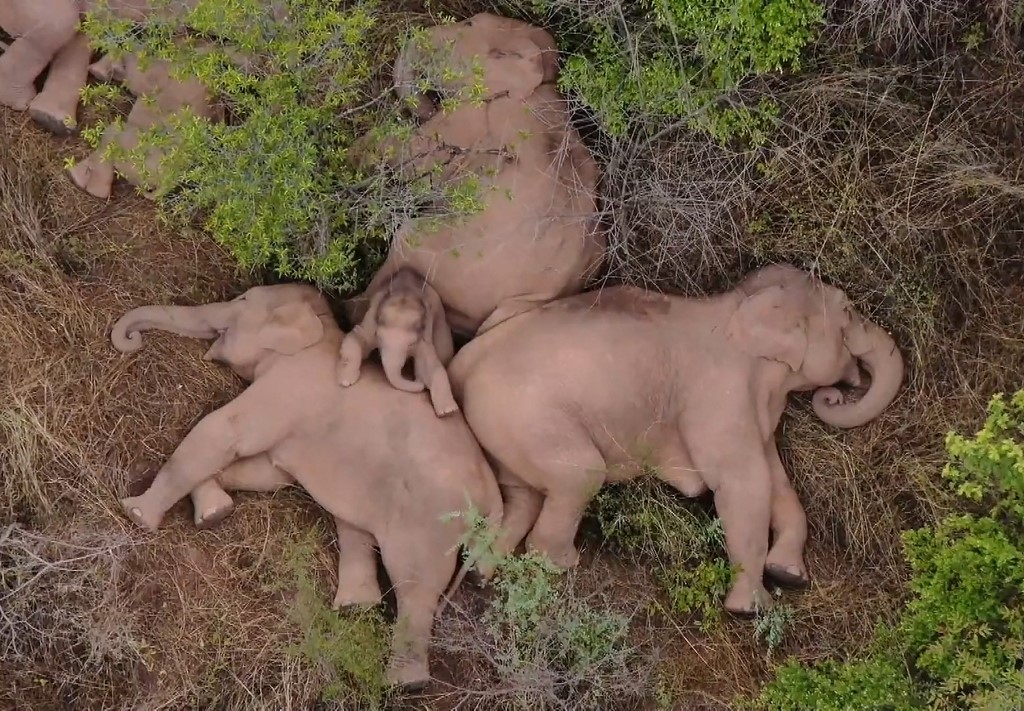 Chine: les éléphants s'offrent une sieste en pleine équipée