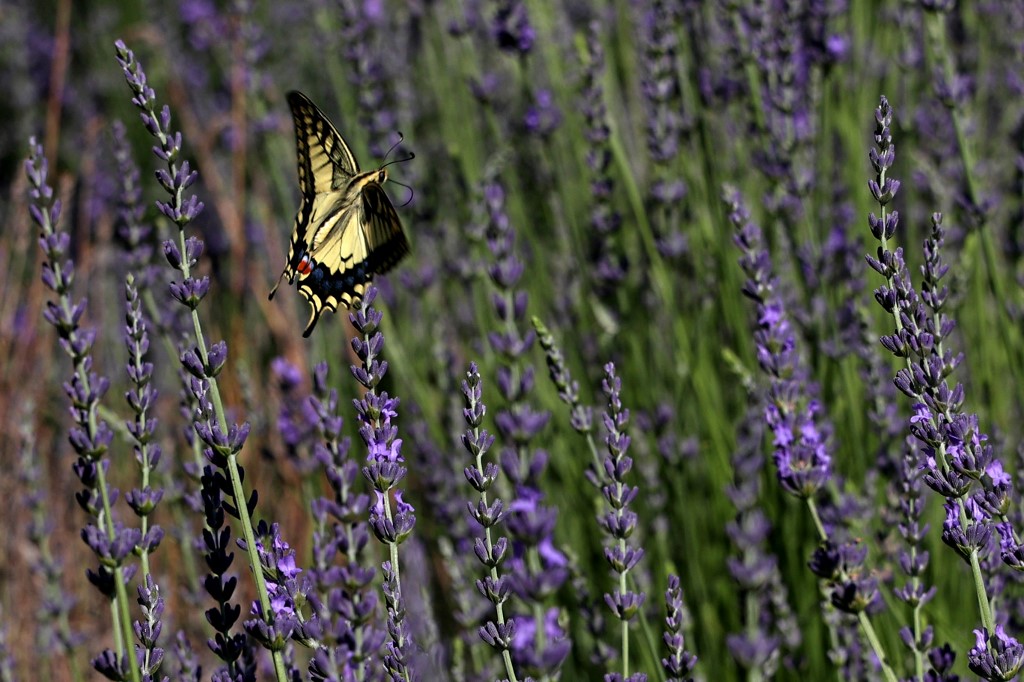 A Chypre, les plantes aromatiques pour attirer de nouveaux touristes