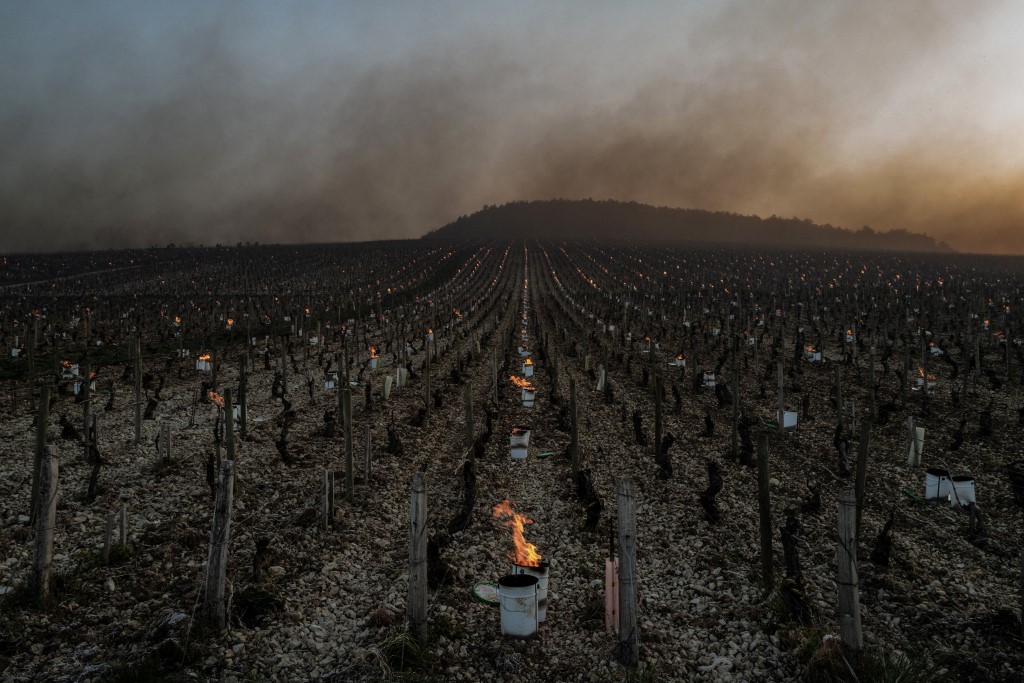 Gel dévastateur dans le vignoble français: le réchauffement suspect numéro 1