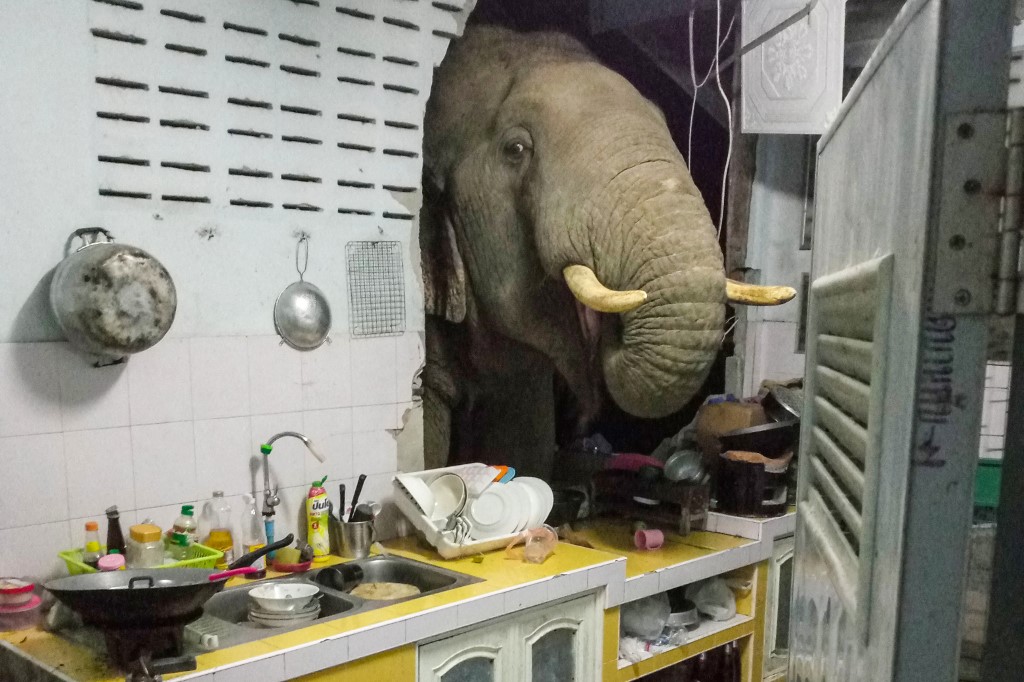 Un éléphant dans la cuisine: une famille thaïlandaise reçoit la visite répétée d'un mastodonte