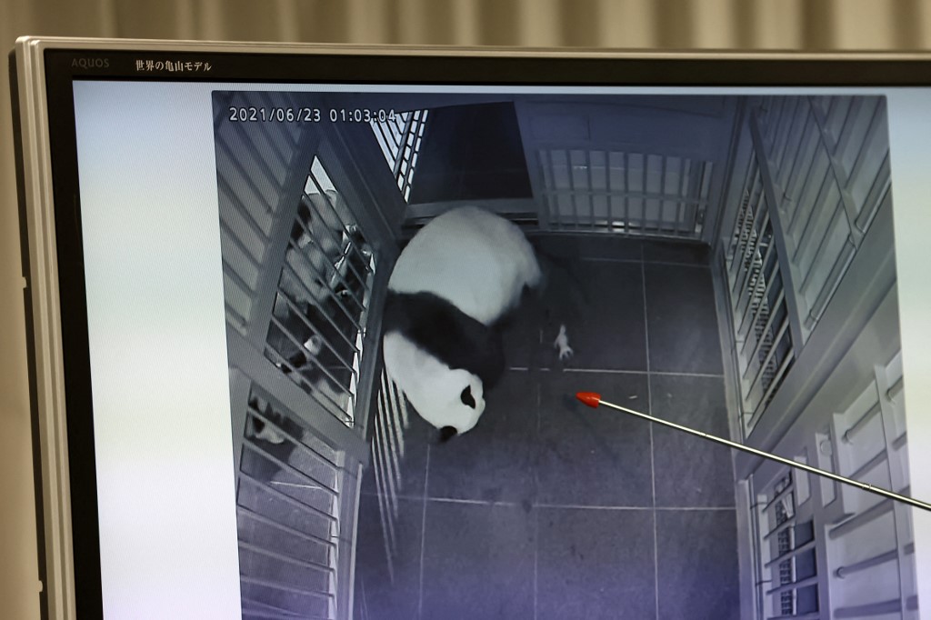 Des jumeaux pandas sont nés dans un zoo de Tokyo