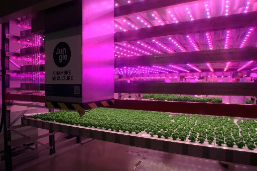 Le système d’agriculture verticale de la start-up française « Jungle » à Château-Thierry, dans l'est de Paris. (Eric Piermont/AFP)