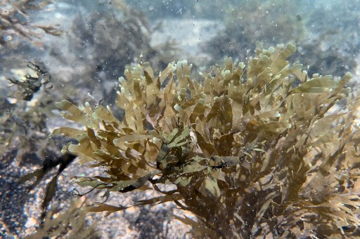 Cette photo prise à Marseille, dans le sud de la France, le 25 juin 2021 montre une algue invasive "rugulopteryx okamurae" du Japon proliférant tout le long des calanques de Marseille. (Christophe Simon/AFP)