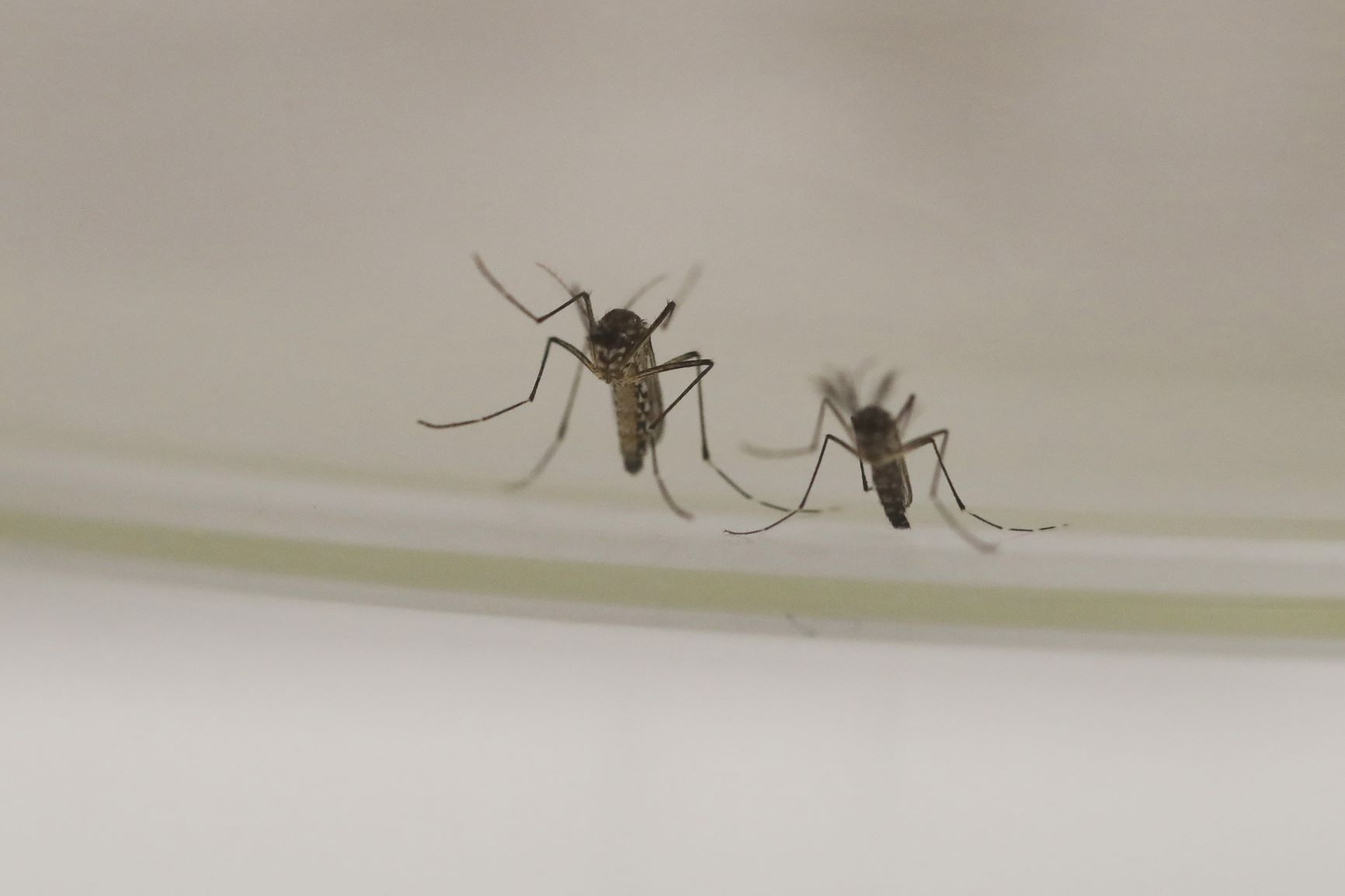 Invasion des moustiques : Une guerre sans fin…