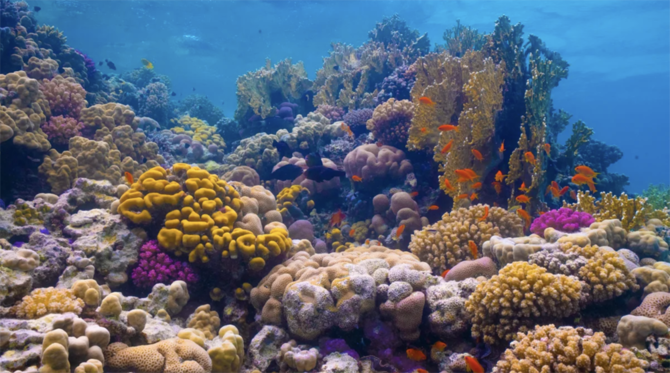 La mer Rouge abrite d'abondantes espèces de coraux et de vie marine, dont un grand nombre d'espèces que l'on ne trouve nulle part ailleurs sur Terre (Site Web du Projet de la mer Rouge)