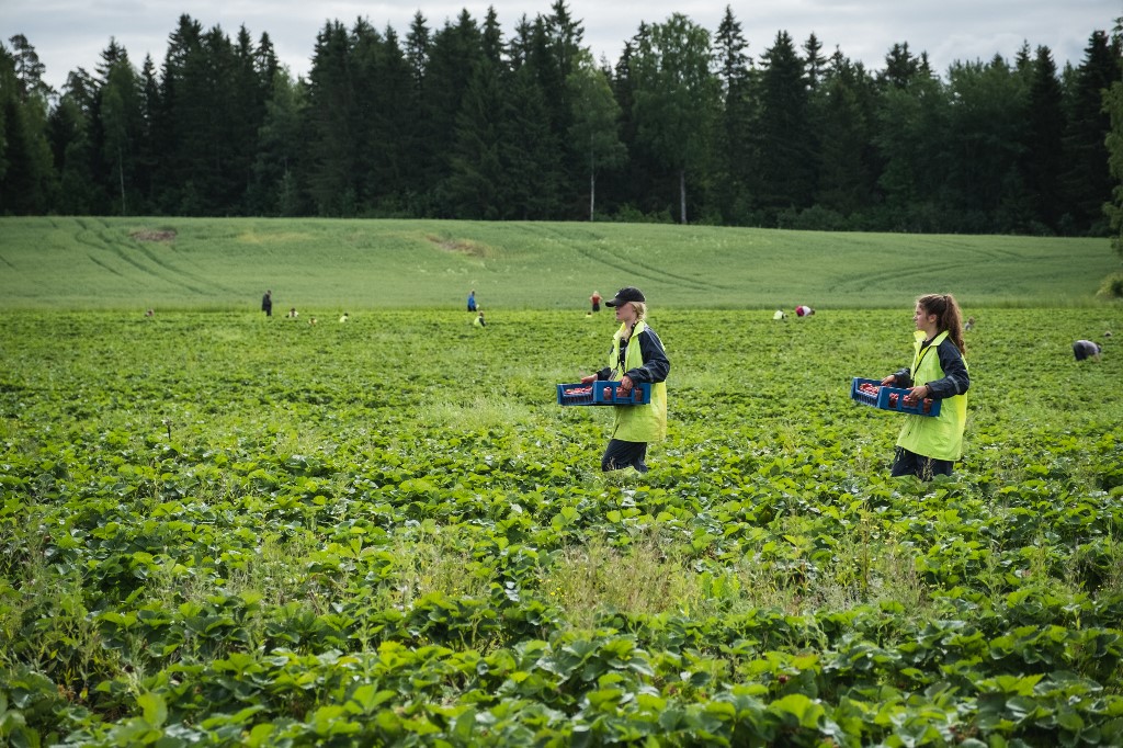 Deux ouvriers finlandais transportent des boîtes pleines de fraises fraîchement cueillies à Lahti(photo d'archives) (AFP)