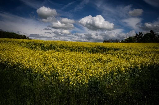Les campagnes suisses se déchirent à l'approche de votes sur les pesticides
