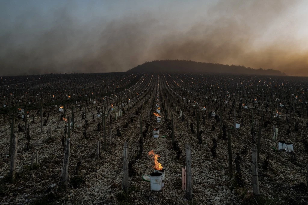 Gel dévastateur dans le vignoble français: le réchauffement suspect numéro 1