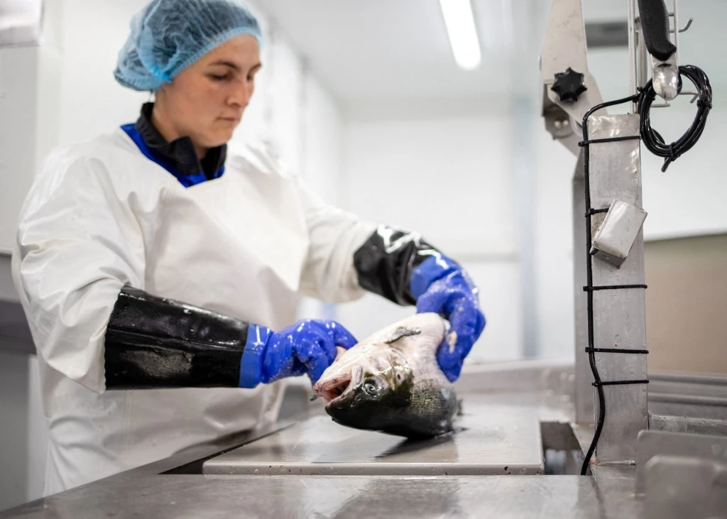 Le saumon d'élevage débarque sur le plancher des vaches