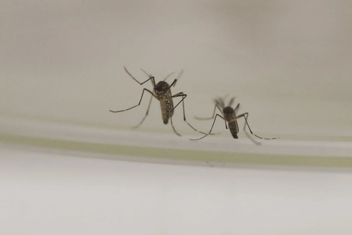 Invasion des moustiques : Une guerre sans fin…
