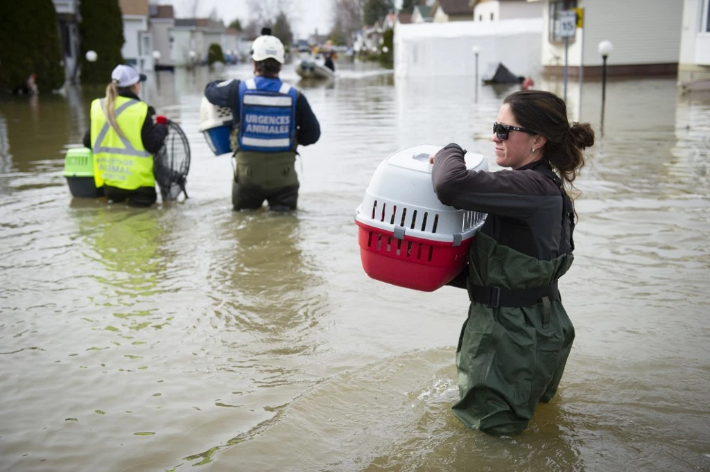 Des travaux de sauvetage d'animaux sont entrepris au milieu des inondations dans une banlieue de Montréal, Québec(photo d'archives)(AFP)