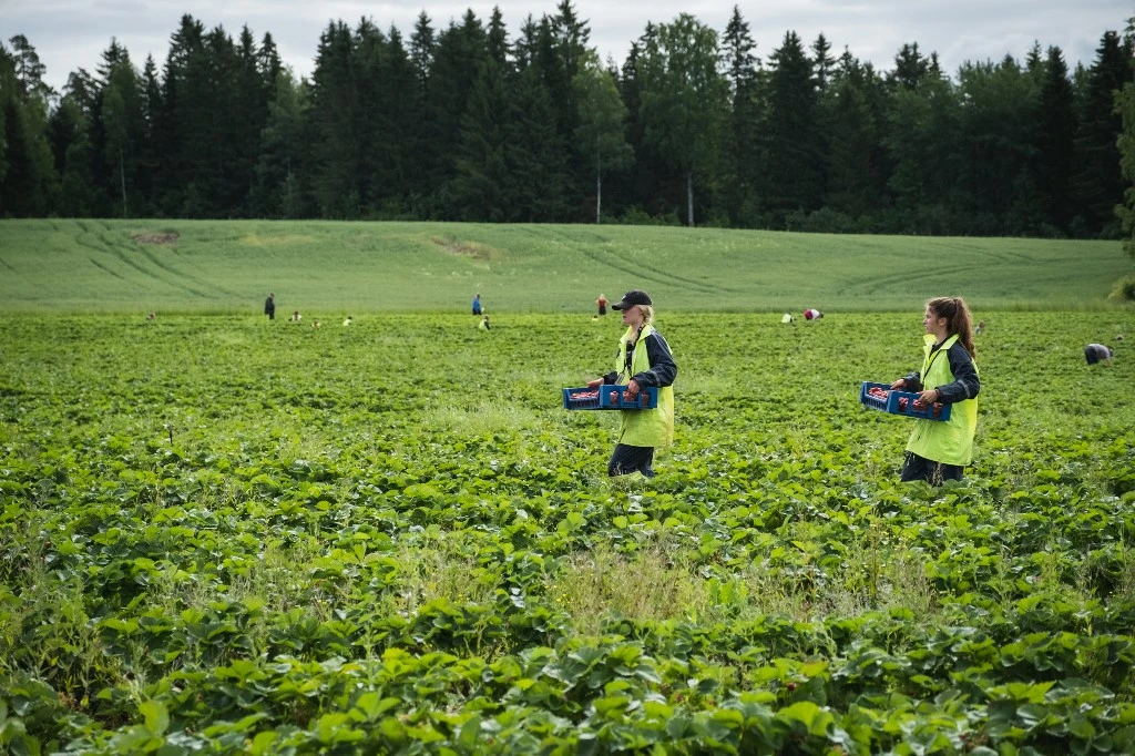 Deux ouvriers finlandais transportent des boîtes pleines de fraises fraîchement cueillies à Lahti(photo d'archives) (AFP)