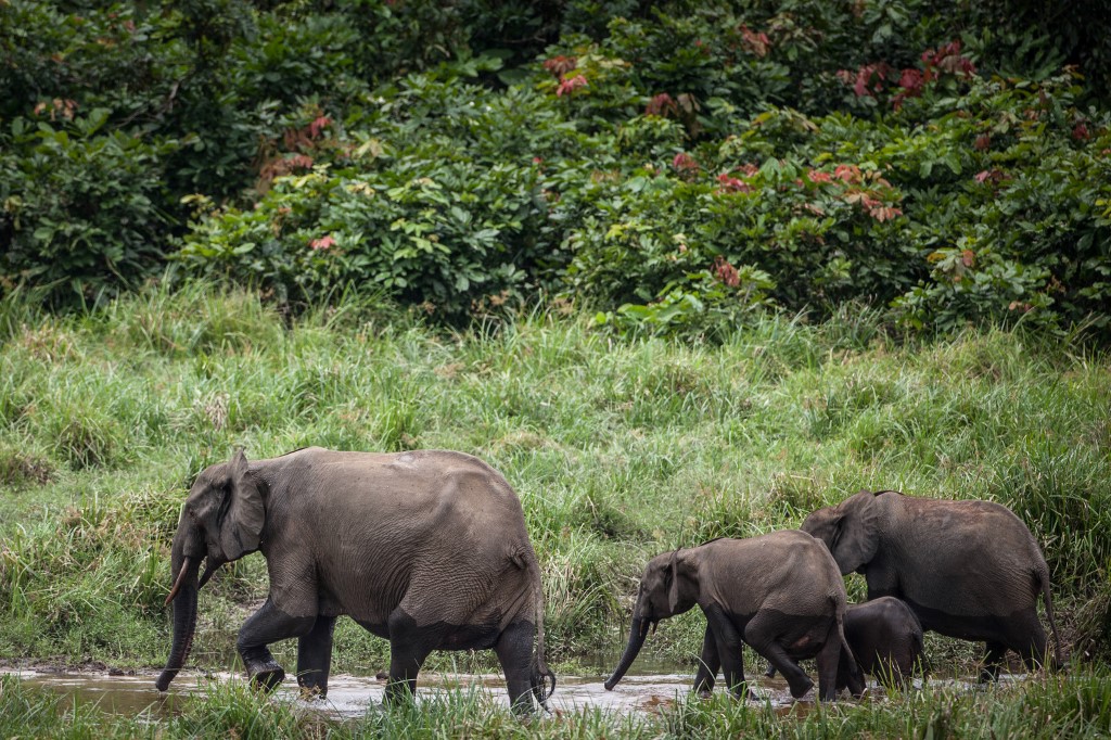 Au Gabon, le parc d'Ivindo classé au Patrimoine mondial de l'Unesco