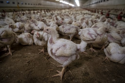 Une coalition internationale pour financer la transformation des systèmes alimentaires
