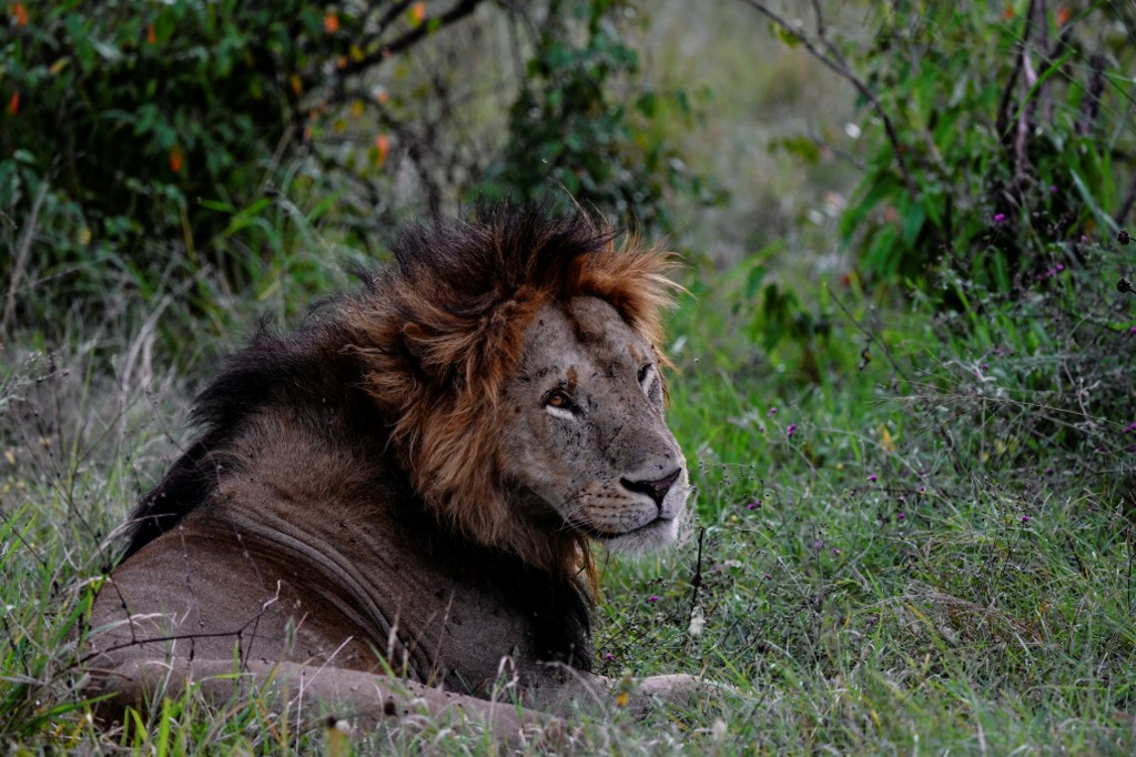 Kenya: un lion échappé du parc national de Nairobi sème la panique