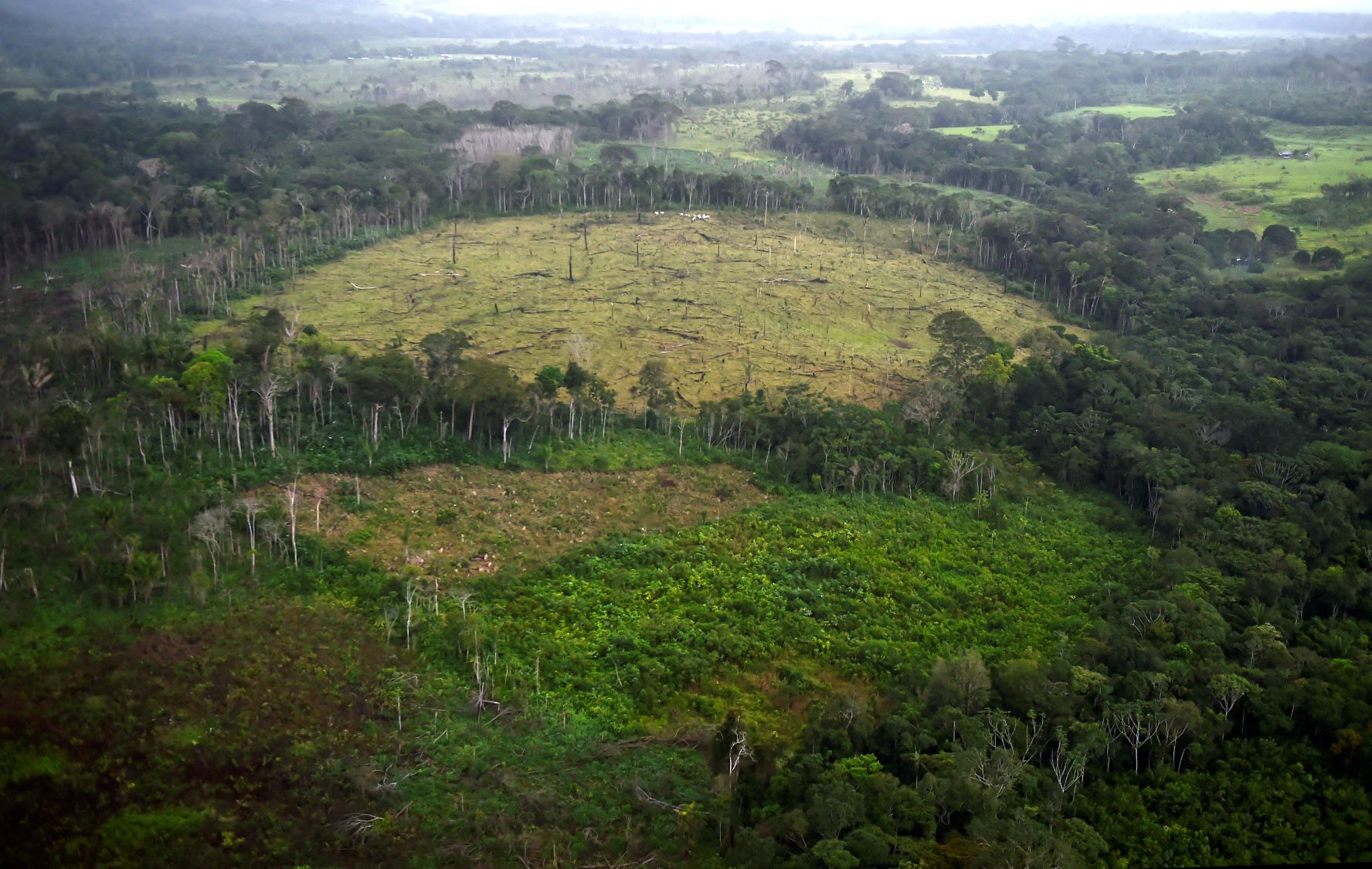 Colombie: déforestation en hausse de 8% en 2020, égale à la surface de Bogota
