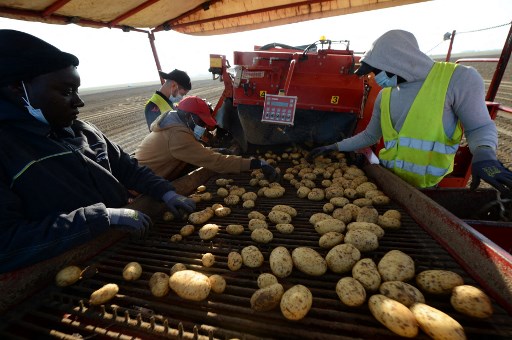 Des ouvriers agricoles trient des pommes de terre Vitelotte collectées sur le tapis roulant d'une arracheuse à Godonville, dans le centre de la France, le 11 septembre 2020.160 000 tonnes de pommes de terre lavées seront commercialisées en France et en Europe. (Jean-Francois Monier/AFP)