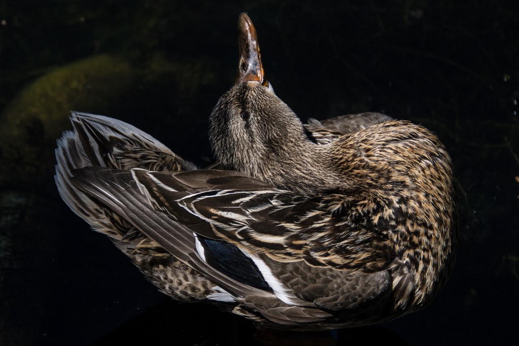 Malgré la Covid-19, l’année 2020 est une très bonne année pour le foie gras