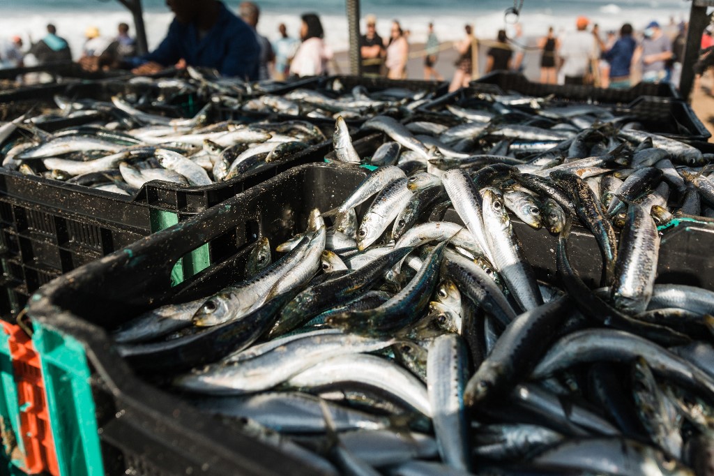 Des bacs de sardines à Port Saint Johns en Afrique du Sud le 20 juillet 2021. Photo AFP