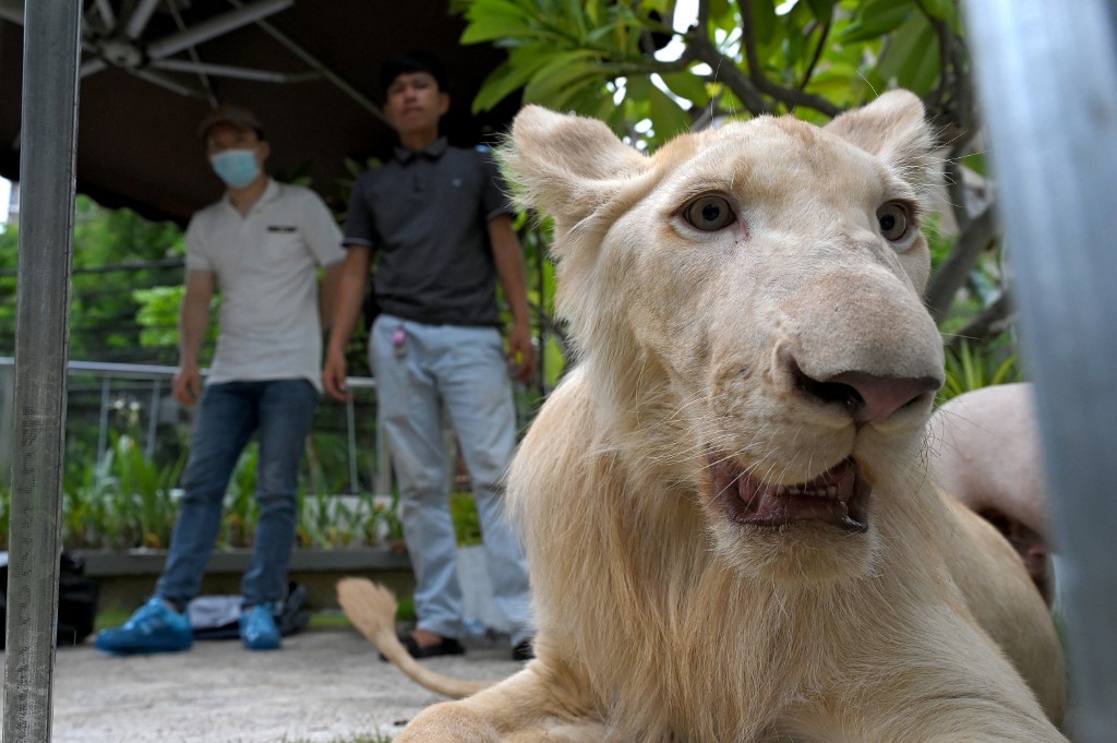 Cambodge: un lion utilisé comme animal de compagnie rendu à son propriétaire