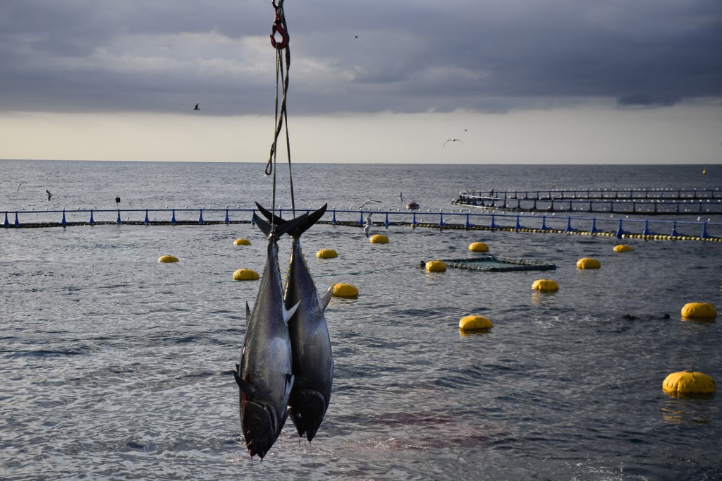 En quête d'un accord sur la pêche, l'OMC convoque les ministres