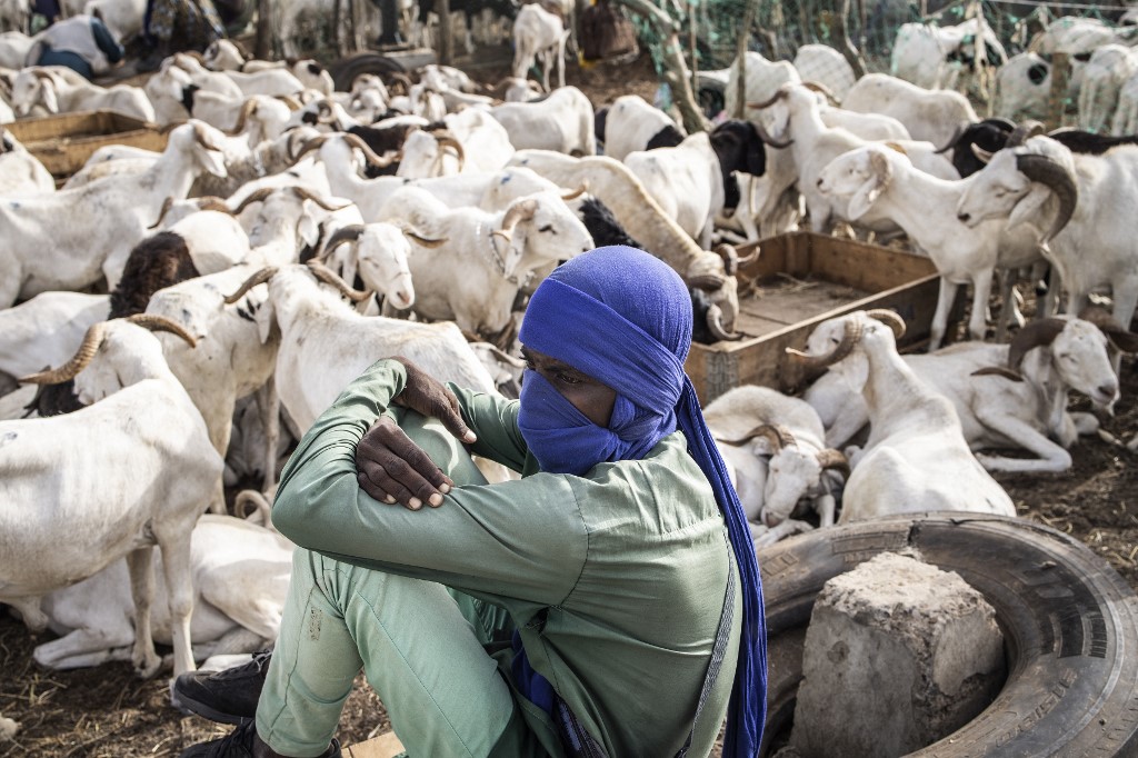 Au Sénégal, les béliers géants, stars de la Tabaski