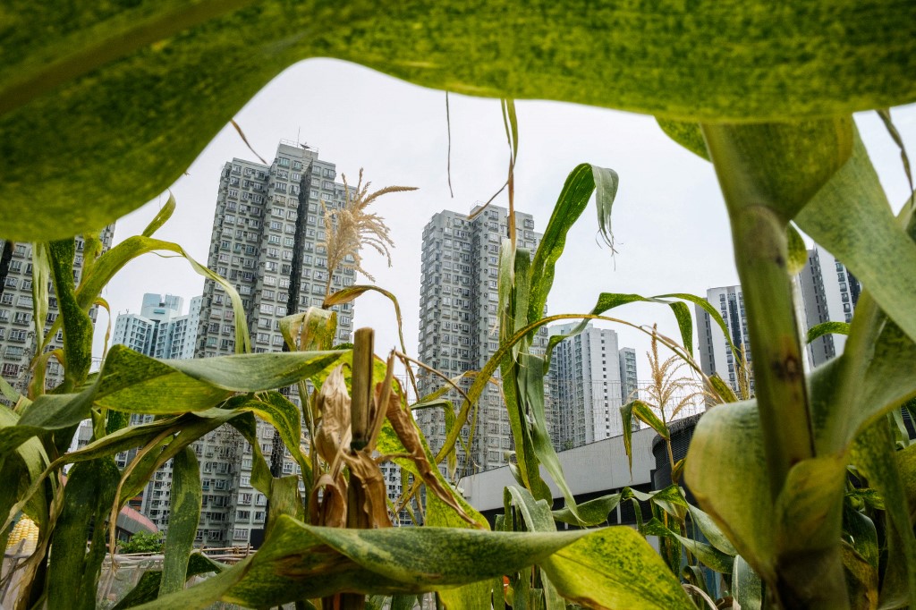 Hong Kong: l'agriculture dans les nuages pour reconnecter avec sa nourriture