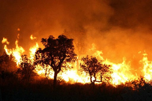 Algérie: des forêts du massif des Aurès en proie aux flammes