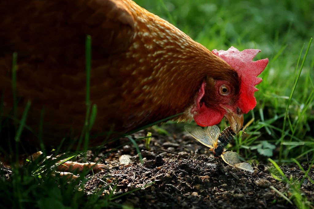 Contre la grippe aviaire, un «nouveau mode d'emploi» pour les éleveurs de volailles