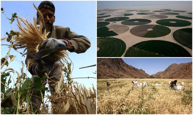 Les cultures en eau salée, nouvel espoir pour la sécurité alimentaire des pays arabes arides