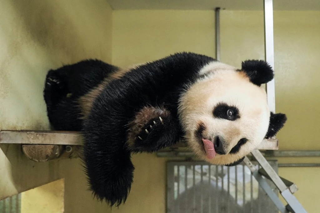 Zoo de Beauval: Huan Huan attend bien un nouveau bébé panda