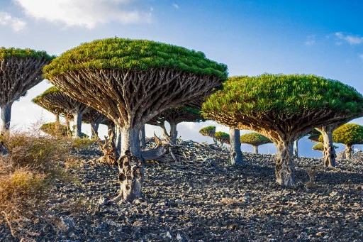 Biodiversité: l'ONU dévoile le texte qui sera négocié à la COP15