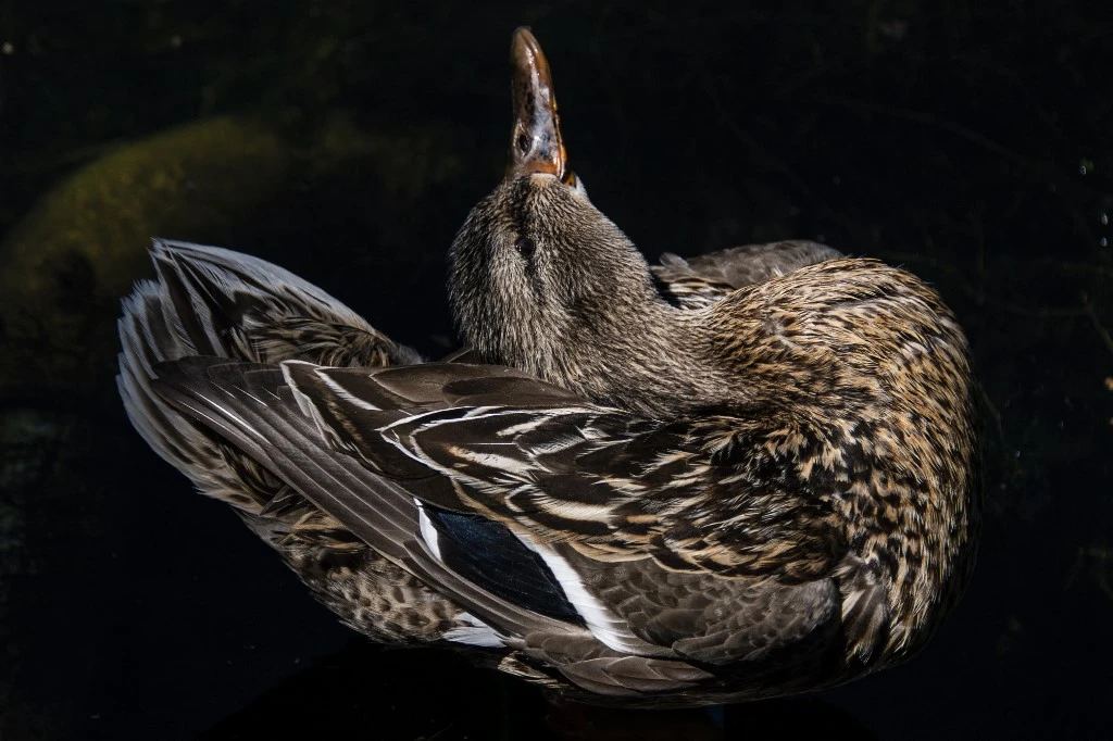 Malgré la Covid-19, l’année 2020 est une très bonne année pour le foie gras