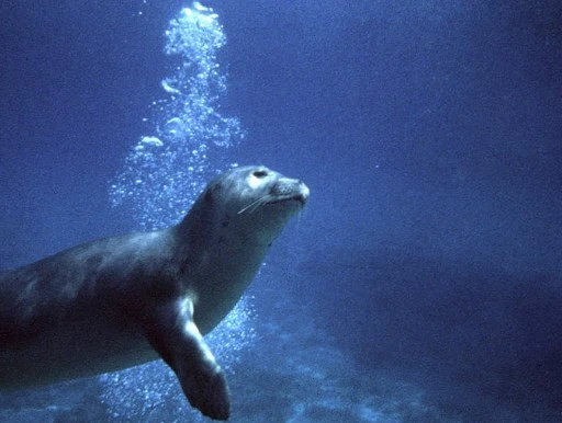 Un moine phoque dans le parc national d'Alonissos, dans les îles grecques des Sporades. Il ne reste que 600 moines phoques dans le monde dont la moitié se situe en Grèce, quelque 250 vis en Mauritanie et le reste en Turquie. AFP / Société hellénique pour l'Etude et la Protection du phoque moine)