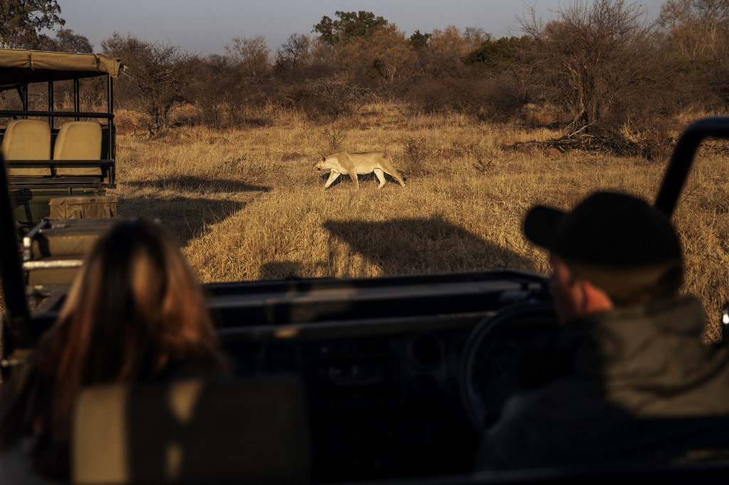 AfSud: trafic de dents et griffes de lions démantelé, un Vietnamien arrêté