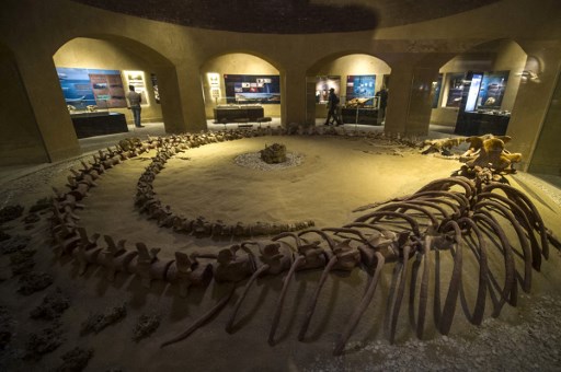Une photo prise le 14 janvier 2016 montre un squelette de baleine au musée des fossiles et du changement climatique de Wadi el-Haitan à Fayoum, à 60 km au sud de la capitale égyptienne Le Caire.(Khaled Desouki / AFP)