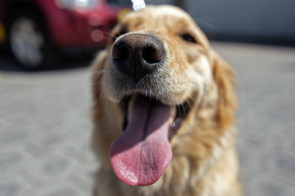La vie post-pandémie, une épreuve pour les chiens de compagnie