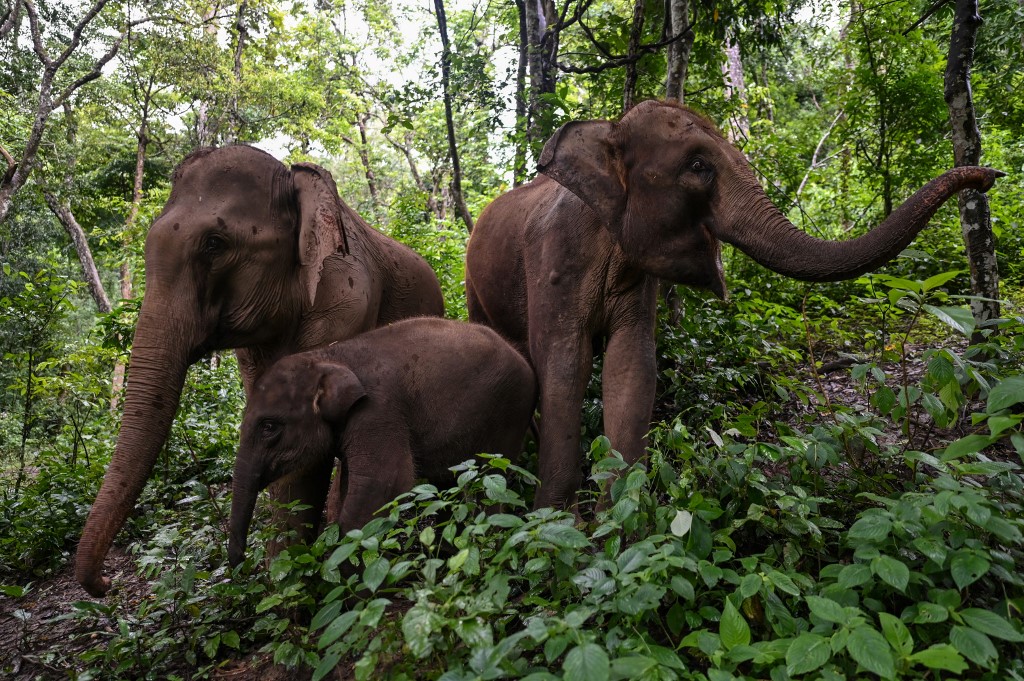En Chine, cohabitation douce-amère entre éléphants et villageois