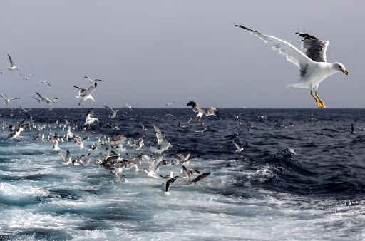 Des goélands mangent des restes de poisson laissés par le chalutier « Edouard François », au large de Port-la-Nouvelle, dans le sud de la France, le 11 août 2021. La baisse du nombre de jours de pêche autorisés de 200 à 183 place certains opérateurs en dessous du seuil de rentabilité. (Raymond Roig/AFP)