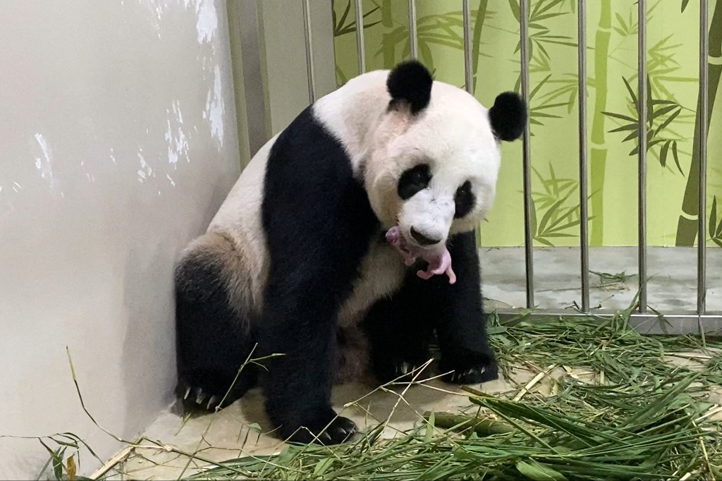 Un panda est né au zoo de Singapour après une insémination artificielle