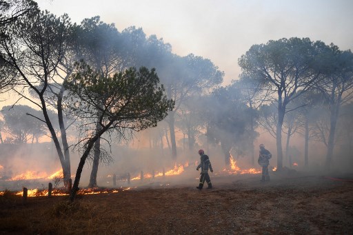 Vignes brûlées, troncs calcinés: des scènes de désolation dans le Var