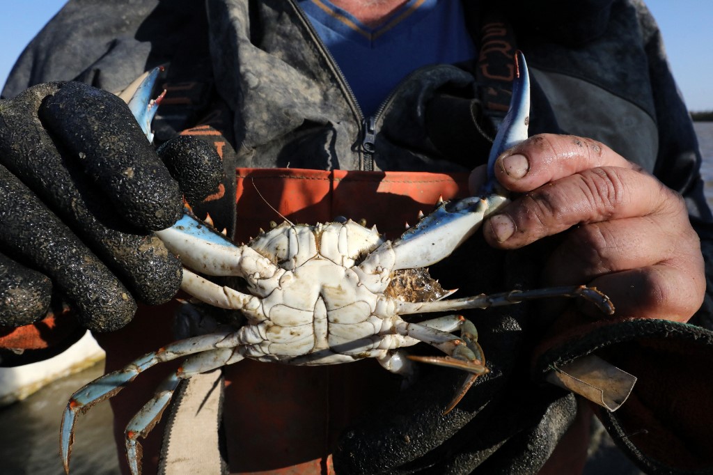 Craintes face à la prolifération du crabe aux pinces bleues près de Perpignan