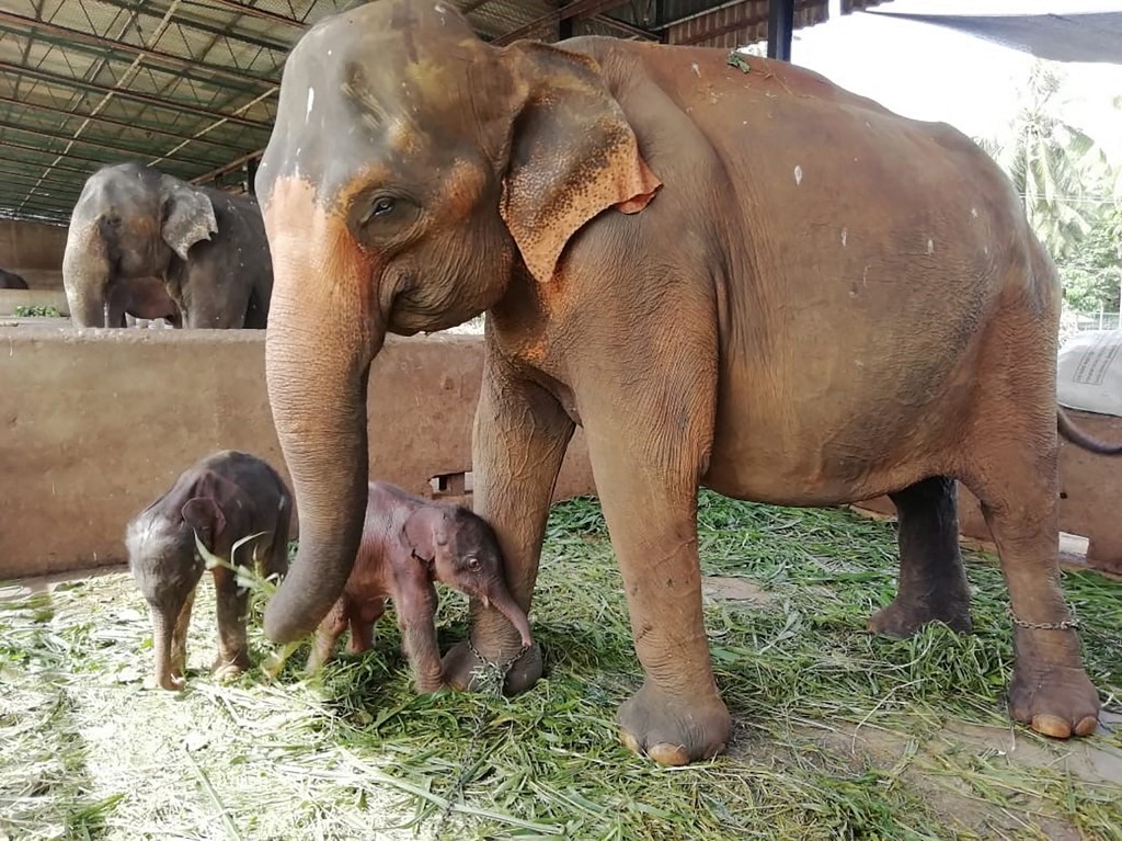 Sri Lanka: rare naissance d'éléphanteaux jumeaux en captivité