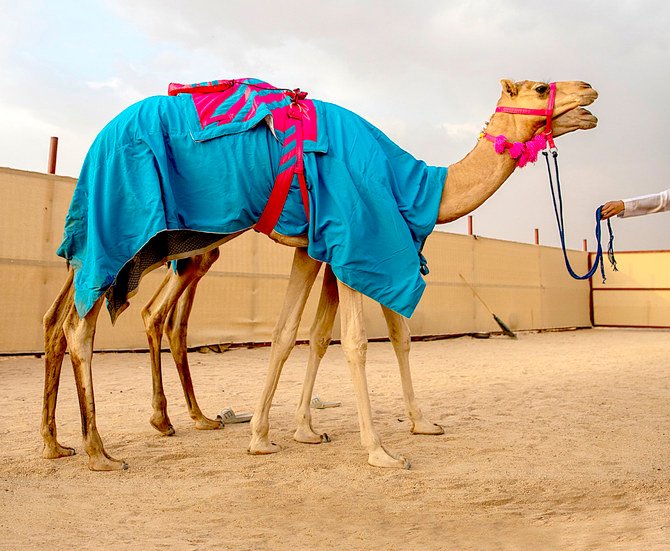 Une propriétaire saoudienne de chameaux innove au festival de Taif